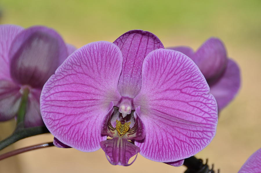 Purple Orchid Photograph by Kate Scott