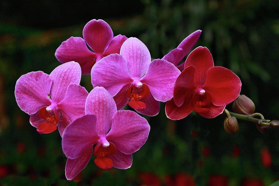 Purple Orchid Photograph by Levin Rodriguez