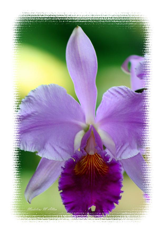 Purple Orchid Photograph by Madeline  Allen - SmudgeArt