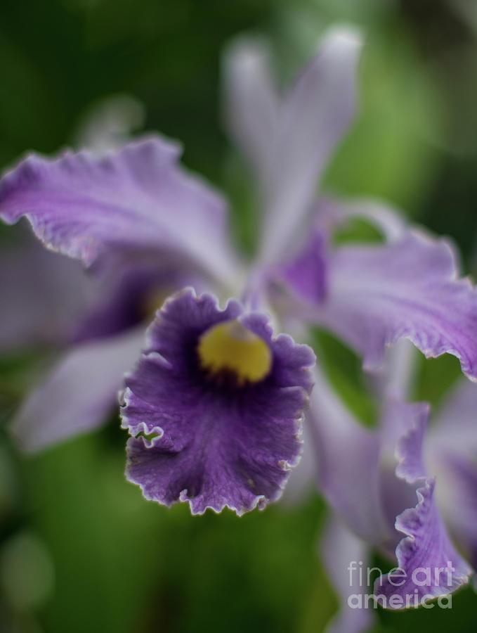 Purple Orchid Photograph by Mike Reid