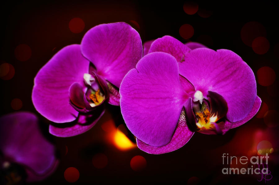 Purple Orchid Photograph by Mindy Bench