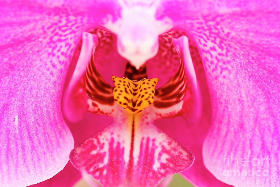 Purple Orchid Photograph by Ofer Zilberstein