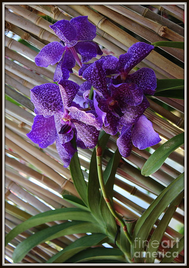 Purple Orchids on Bamboo Wall Photograph by Dora Sofia Caputo