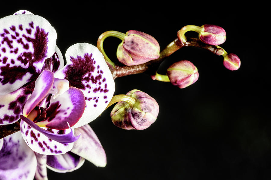 Purple Orchid Reaching Out Photograph by Tammy Ray