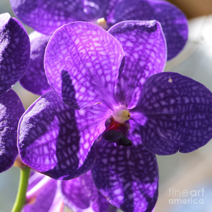 Purple Orchid Square Photograph by Carol Groenen