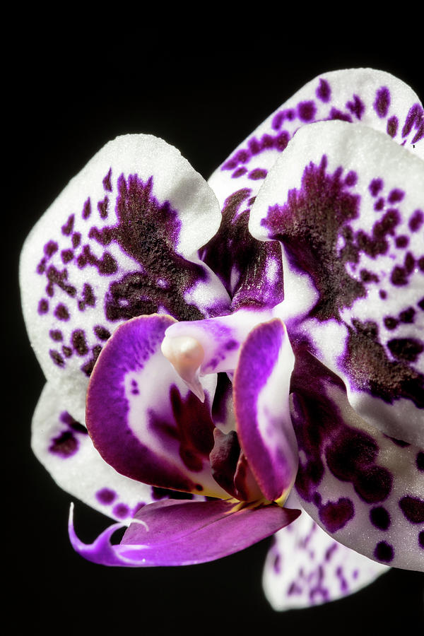 Purple Orchid Photograph by Tammy Ray