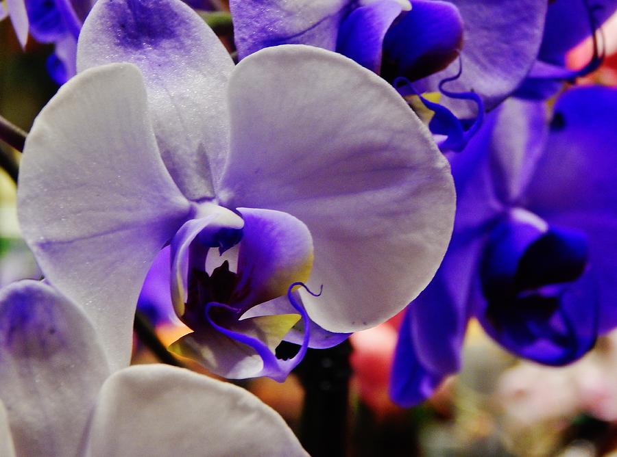 Purple Orchid Photograph by VLee Watson