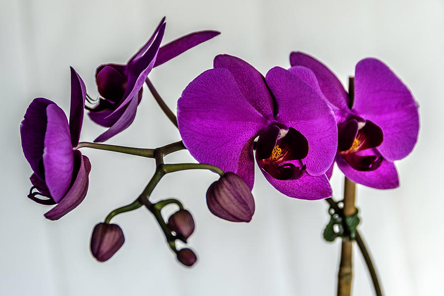 Purple Orchid Photograph by Wolfgang Stocker