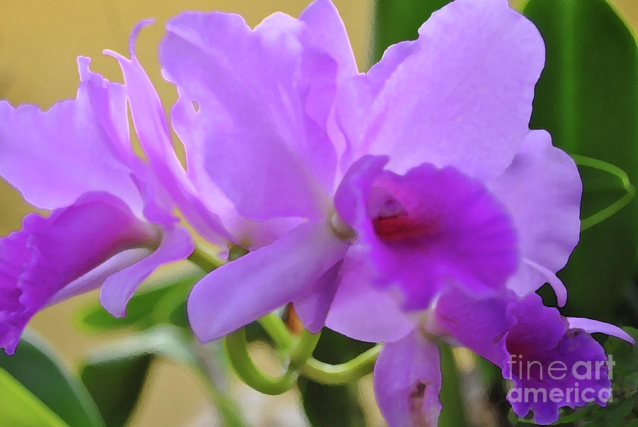 Orchid Photograph - Purple Orchidaceae by Jost Houk