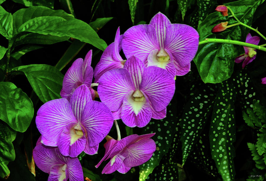 Purple Orchids 008 Photograph by George Bostian