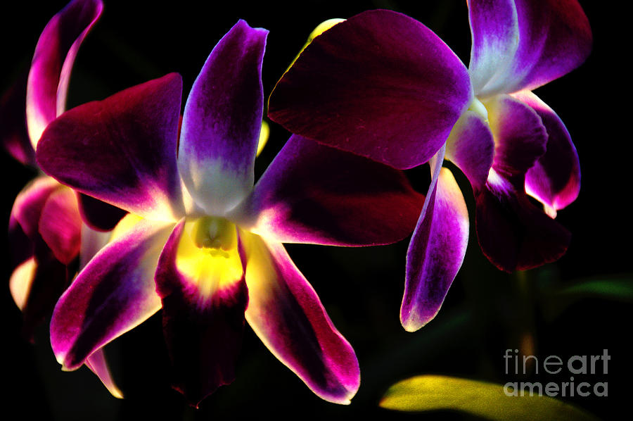 Purple Orchids 2 backlit Photograph by David Frederick