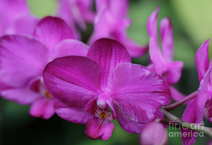 Purple Orchids Aglow Photograph by Rachel Cohen