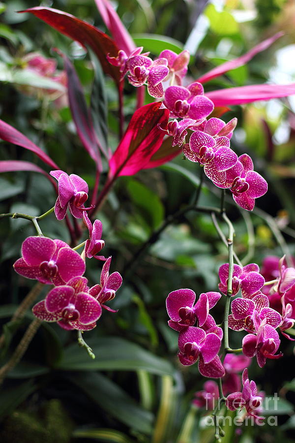 Purple Orchids Photograph by Angela Rath