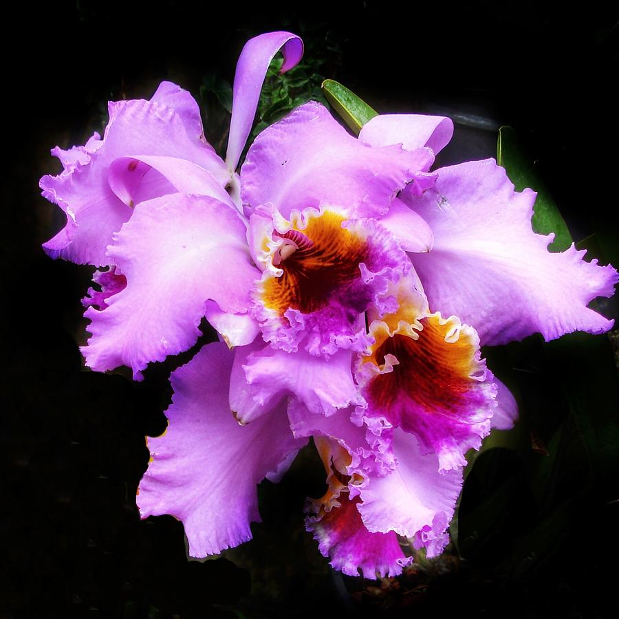 Purple orchids Photograph by Anne Sands