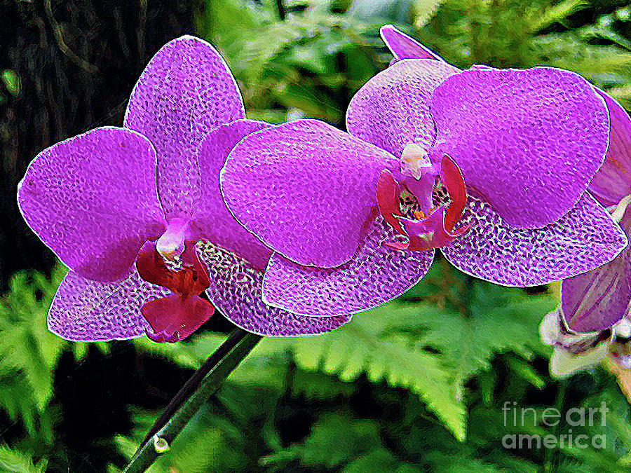 Purple Orchids Photograph by Bette Phelan
