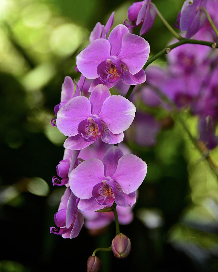 Purple Orchids Photograph by Carol Bradley