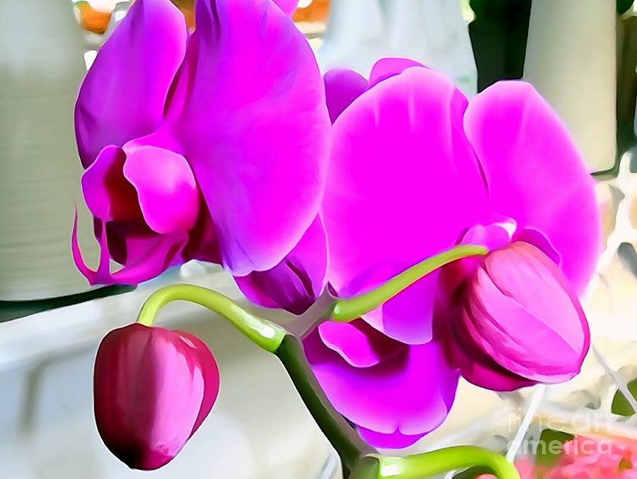 Purple Orchids Photograph by Ed Weidman