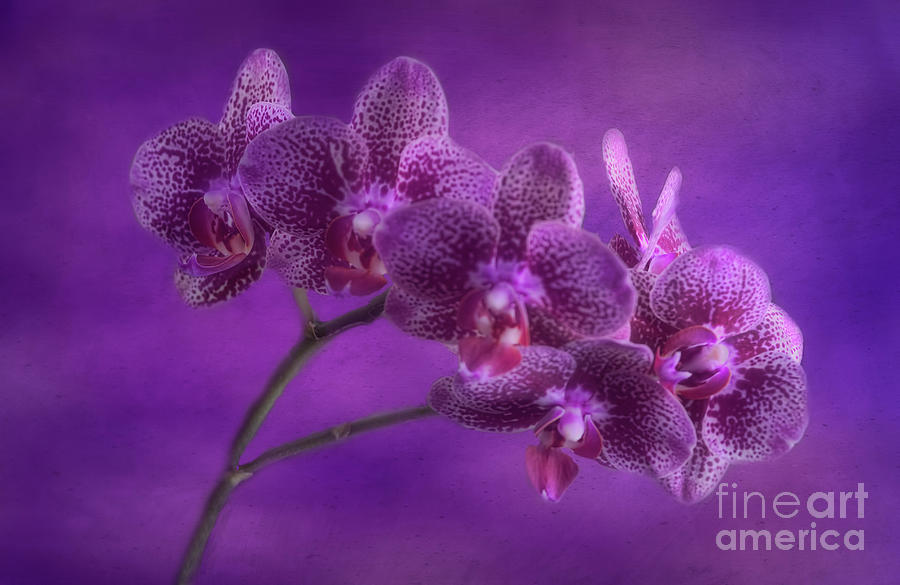 Purple Orchids Photograph by Joan Bertucci