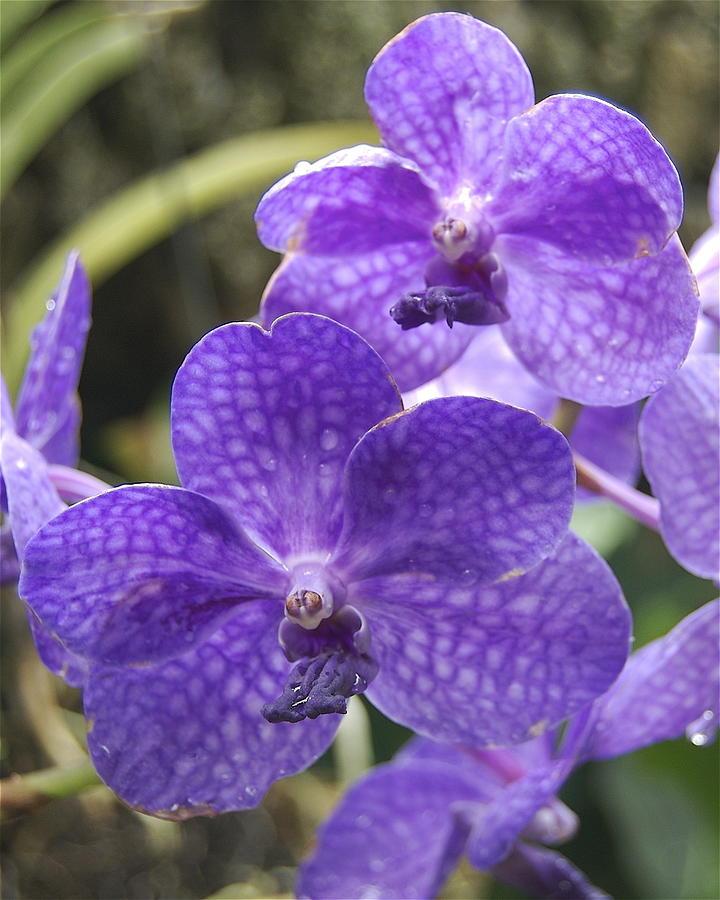 Purple Orchids Photograph by Michael Peychich