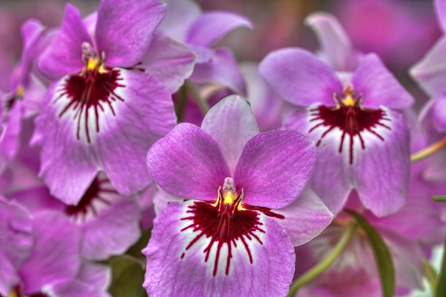 Purple Orchids Photograph by Nadia Sanowar