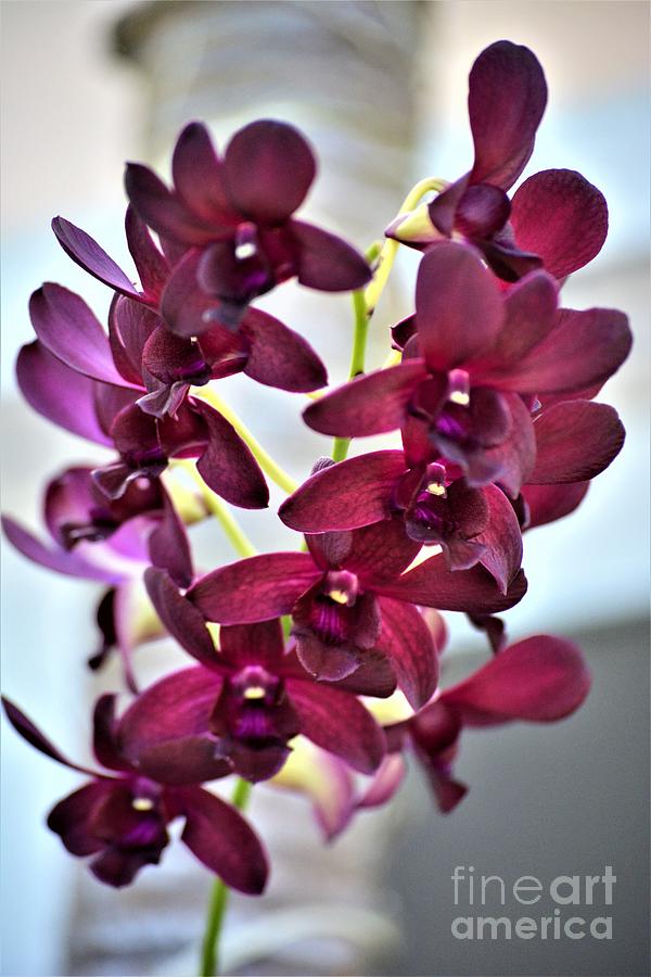 Purple Orchids Photograph by Tamara Michael