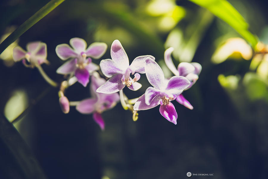Orchid Photograph - Purple Orchids by Teresa Blanton