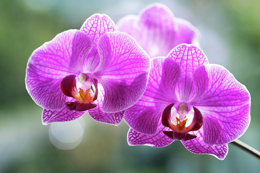 Purple Orchids with Sun Halo Photograph by Jenny Rainbow