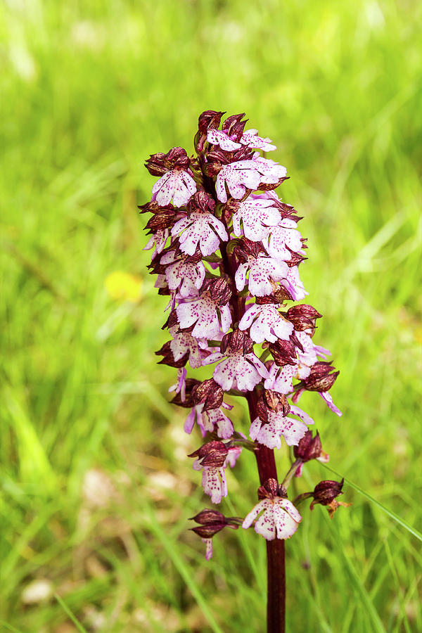 Purple orchis - 1 - French Alps Photograph by Paul MAURICE
