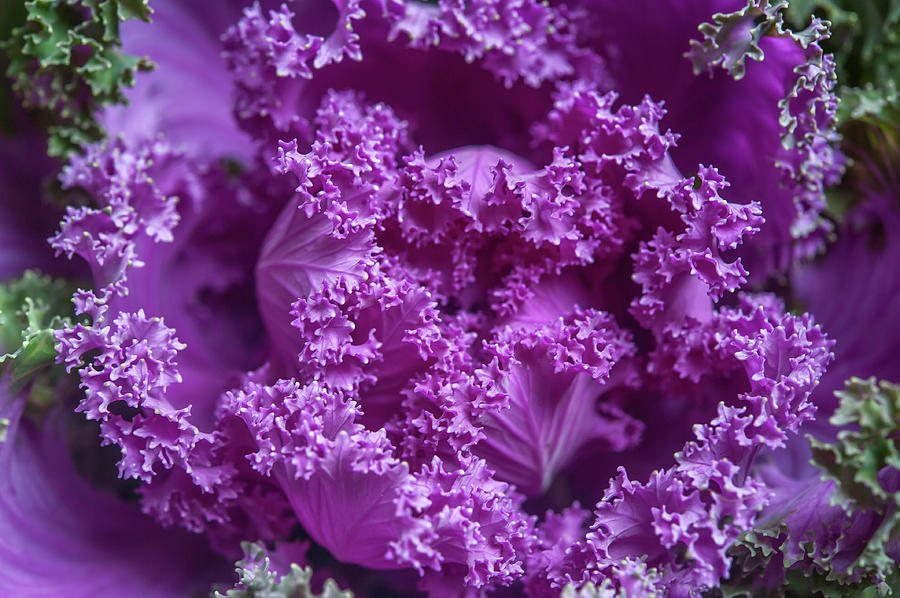 Purple Ornamental Cabbage Photograph by Jenny Rainbow