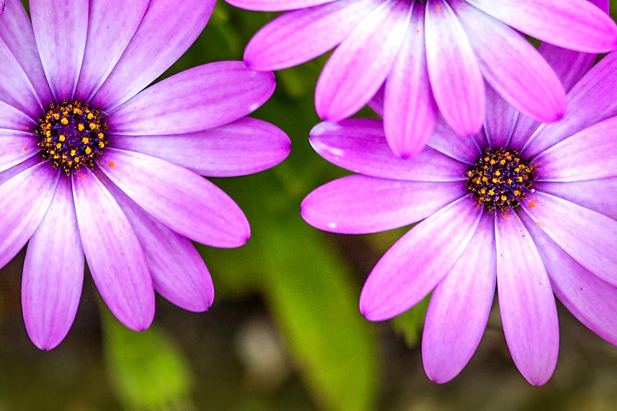 Spring Flowers Photograph - Purple Petals by Az Jackson