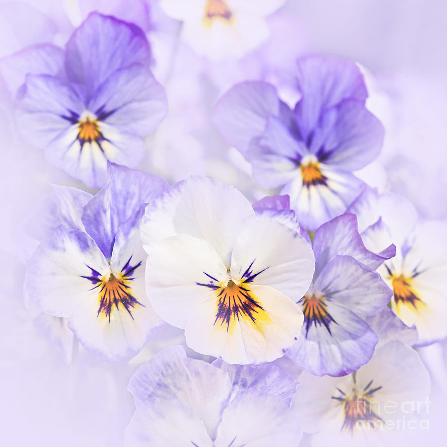 Flower Photograph - Purple Pansies by Elena Elisseeva