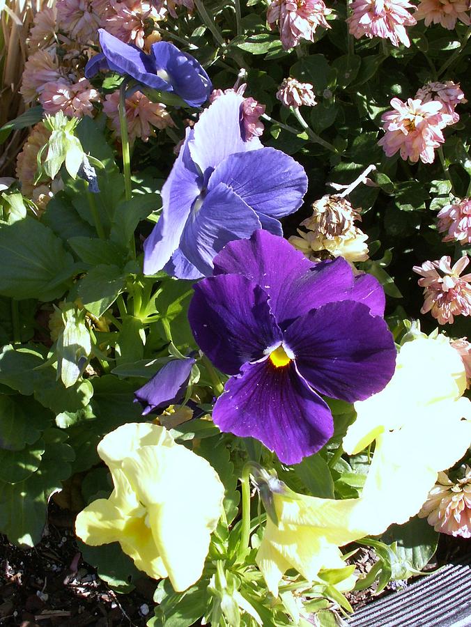 Flower Photograph - Purple Pansies by Keith Gray