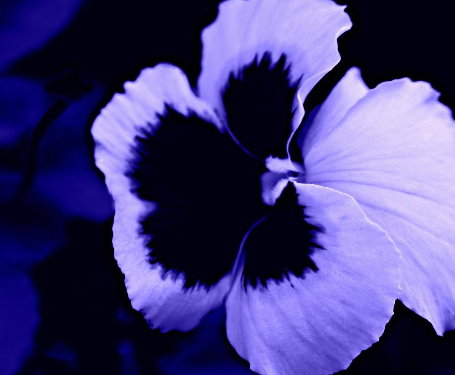 Purple Pansy Photograph by Barbara S Nickerson