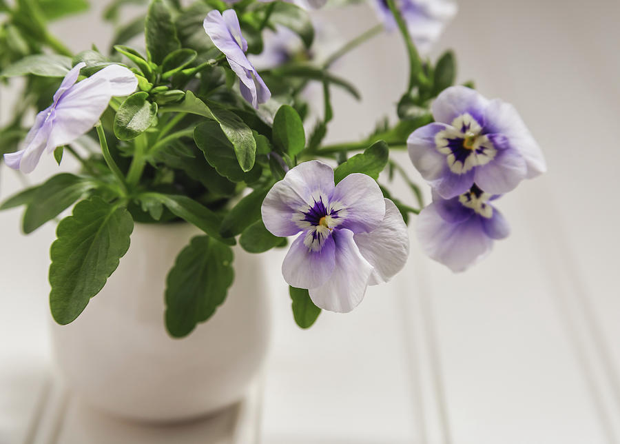 Spring Photograph - Purple Pansy Flowers by Kim Hojnacki