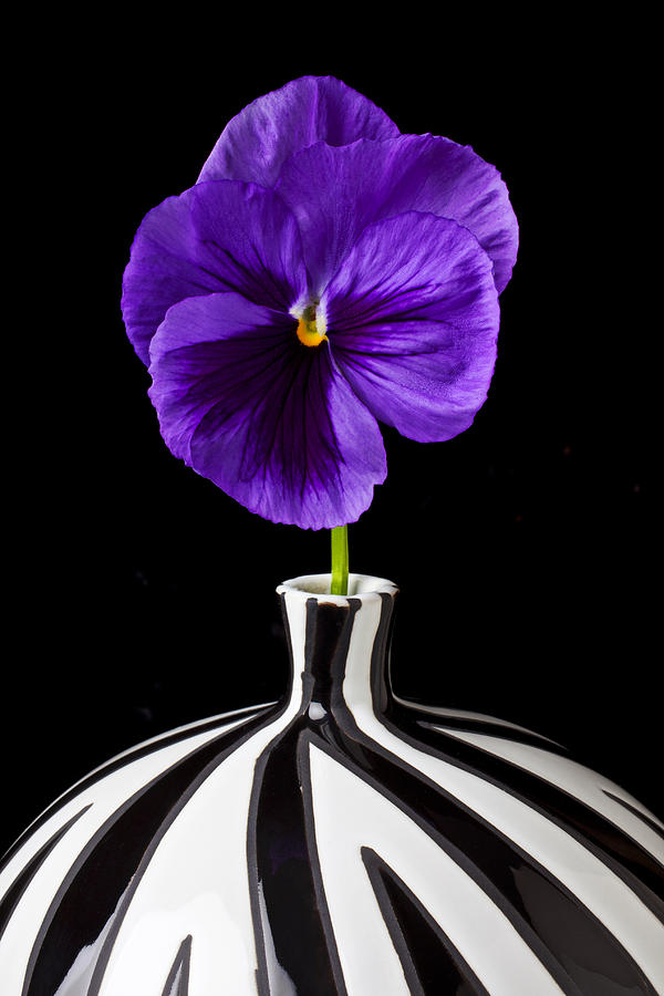 Vase Photograph - Purple Pansy by Garry Gay