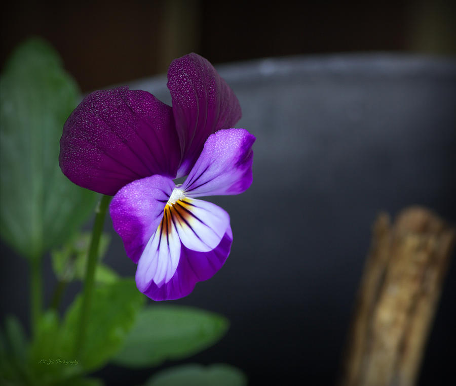 Purple Pansy Photograph by Jeanette C Landstrom