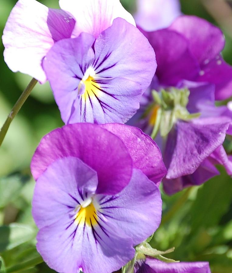 Purple Pansy Photograph by Linda Benoit - Fine Art America