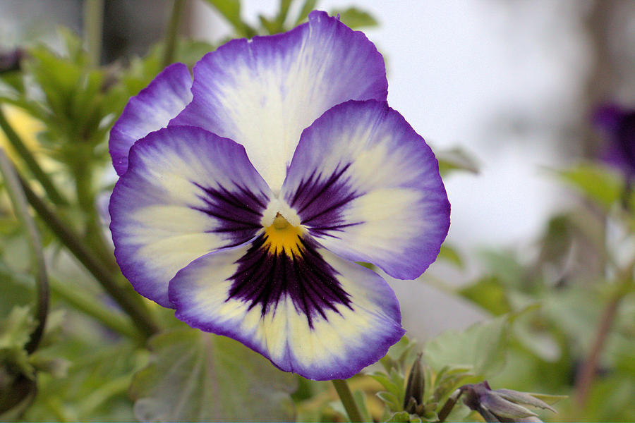 Purple Pansy Photograph By Lori Godfrey - Fine Art America