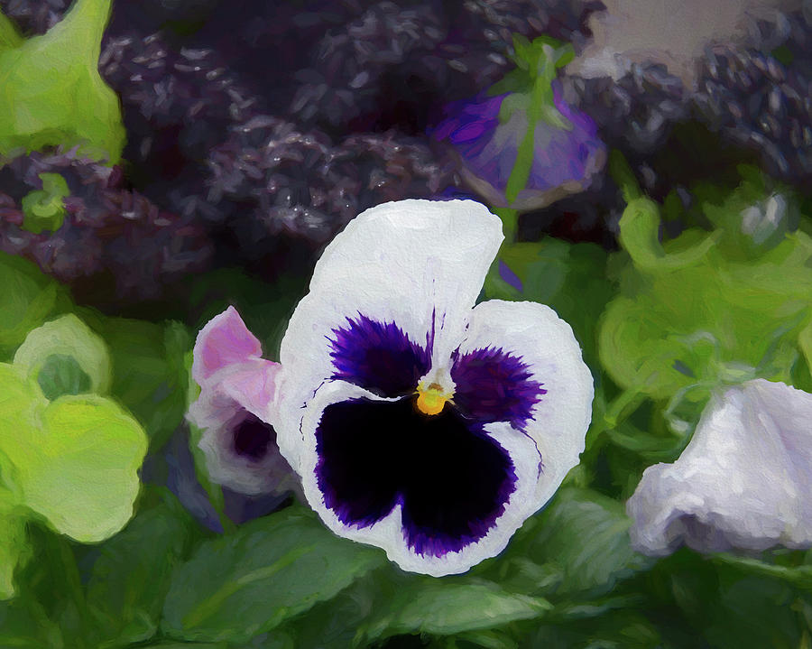 Flower Photograph - Purple Pansy by Marianne Hamer