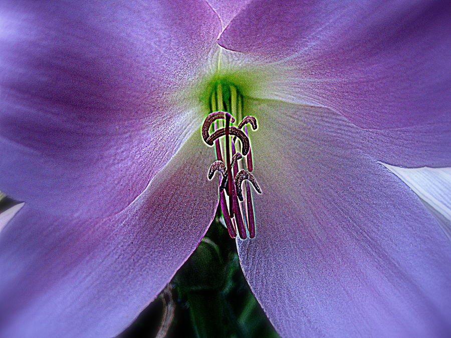 Flower Photograph - Purple Parasol by Bonita Brandt