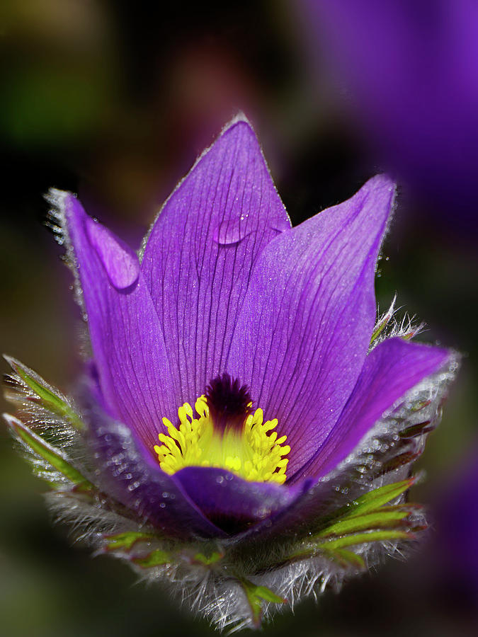 Flower Photograph - Purple Pasqueflower by Inge Riis McDonald