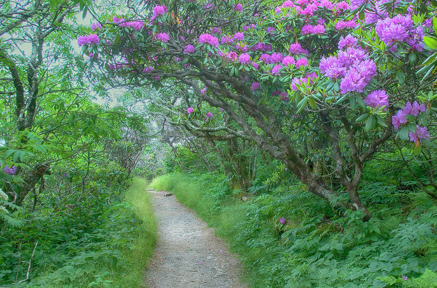 Purple Passage Photograph by Blaine Owens