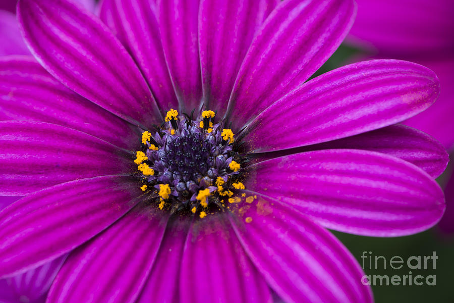 Purple Passion Photograph by Andrea Silies