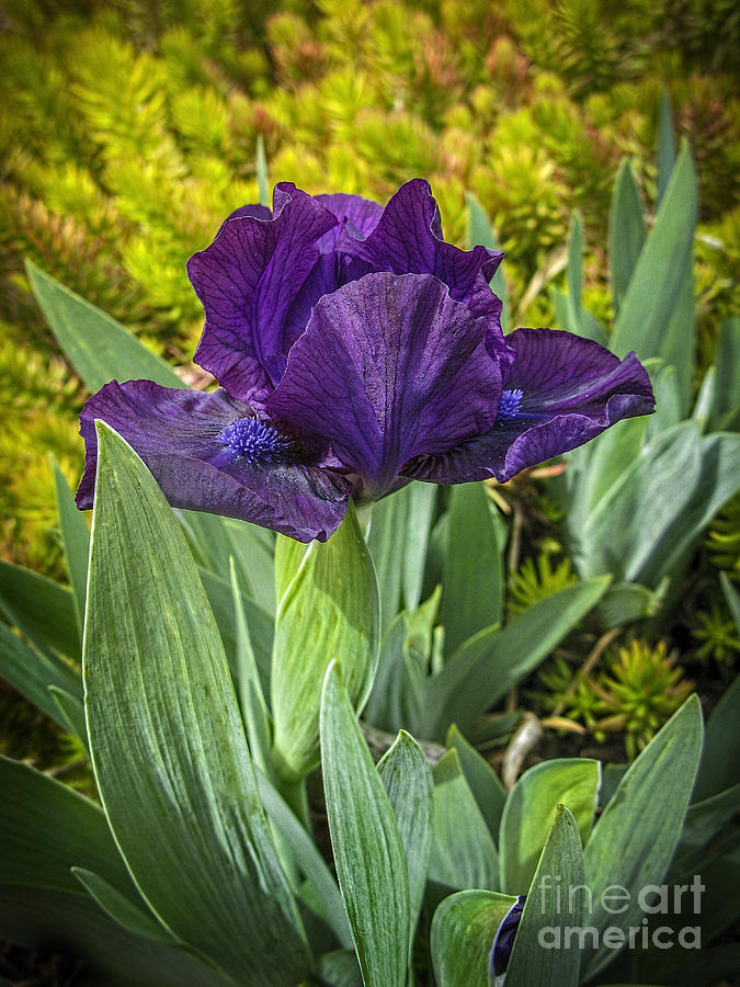 Iris Photograph - Purple Passion by ArtissiMo Photography