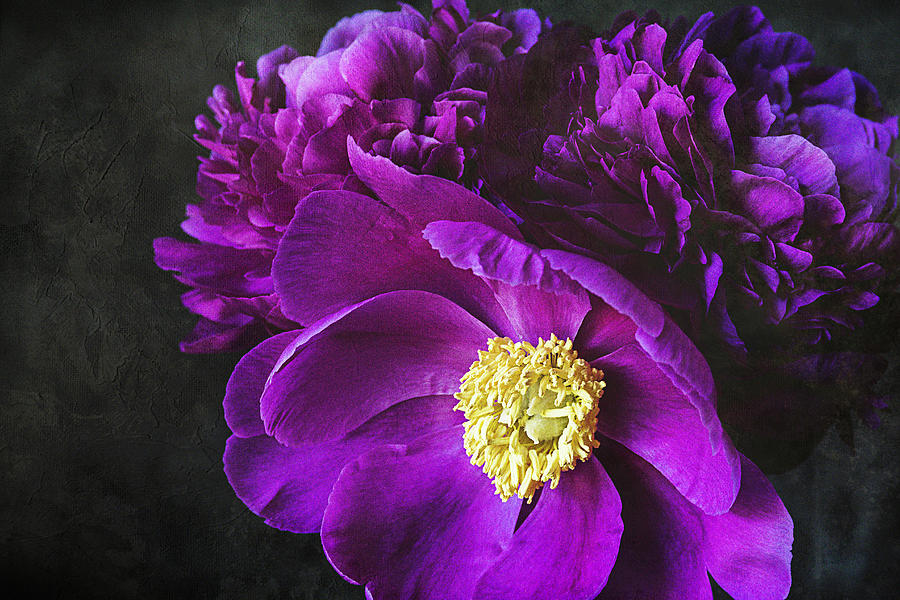 Flowers Still Life Photograph - Purple Passion by Cindi Ressler