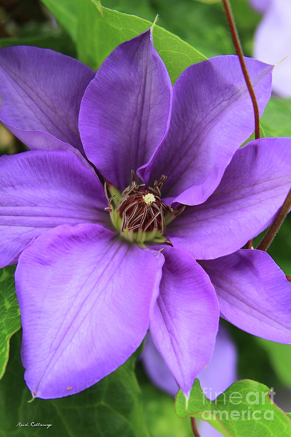 Purple Passion Clematis Flower Art Photograph by Reid Callaway