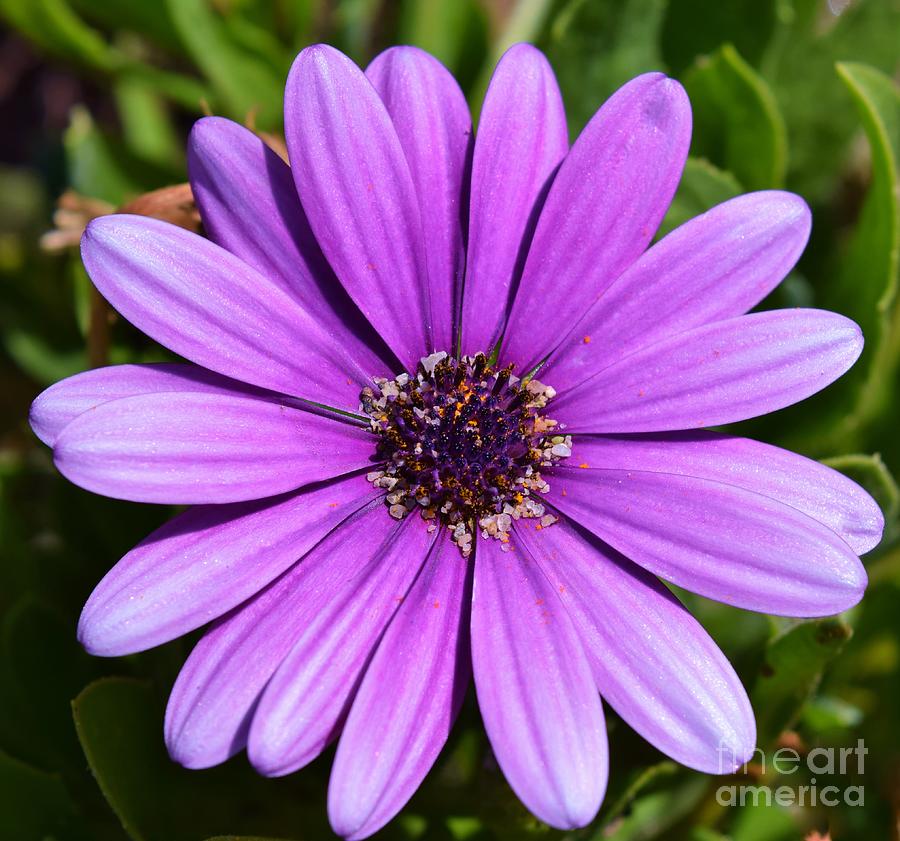 Purple Passion Daisy Photograph by Janet Marie