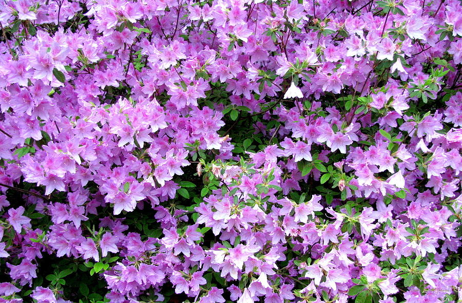Flower Photograph - Purple Passion by Deborah  Crew-Johnson
