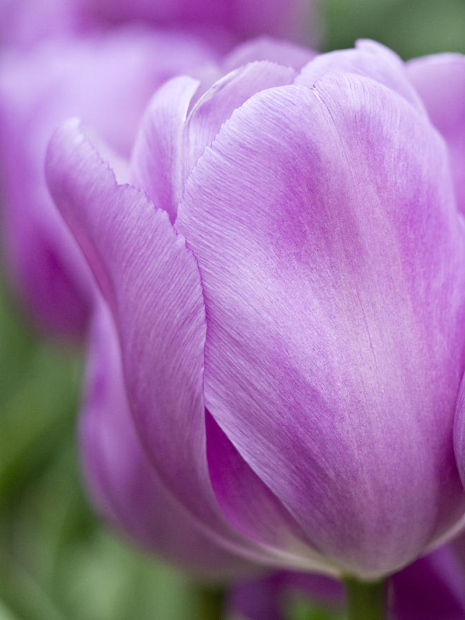 Spring Photograph - Purple Passion by Eggers Photography