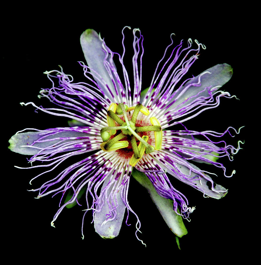 Purple Passion Flower 0185 H_2 Photograph by Steven Ward